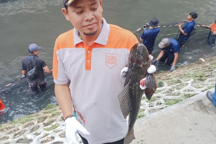 Ikan Sapu-sapu yang Ditangkap di Jakarta Tidak Dikonsumsi, Kenapa?