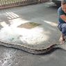 Ular Piton 5 Meter Ditangkap Usai Mangsa Ternak Warga