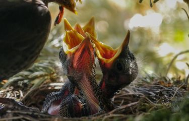 Mengapa Induk Burung Memakan Kotoran Anaknya?