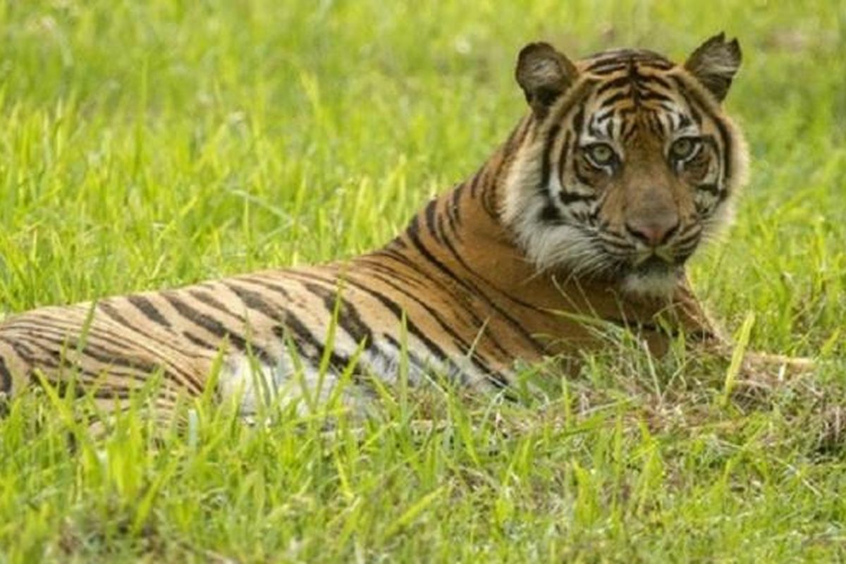 Mekar, seekor harimau sumatra yang dilepasliarkan di Pusat Rehabilitasi Harimau Tambling Wildlife Nature Conservation.