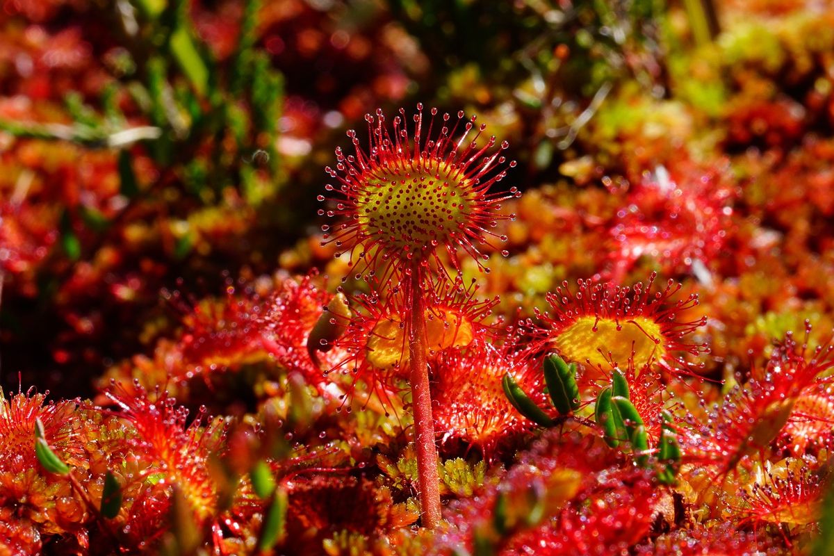Ilustrasi tanaman Drosera atau Sundew. Ini adalah salah satu tanaman karnivora pemakan lalat. 