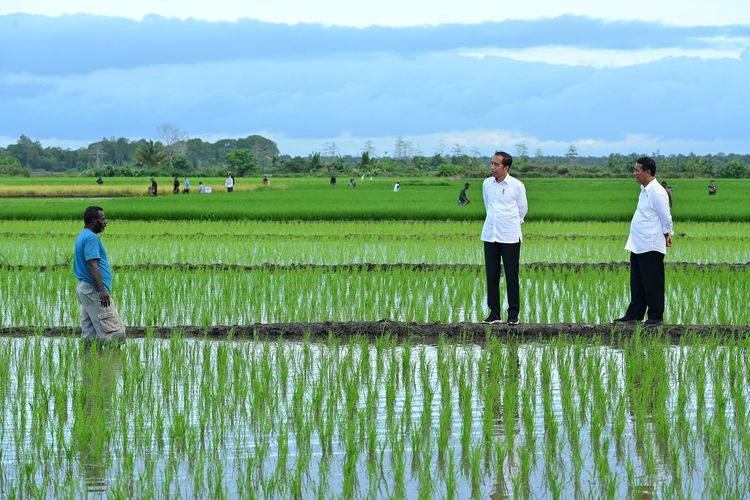 Presiden Joko Widodo (Jokowi) bersama Menteri Pertanian Andi Amran Sulaiman (Mentan Amran) mengunjungi lahan pertanian modern di Distrik Kurik, Kabupaten Merauke, Selasa (23/7/2024). 
