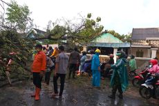 Pohon Tumbang Tutupi Ruas Jalan Raya di Lamongan, Lalu Lintas Terganggu