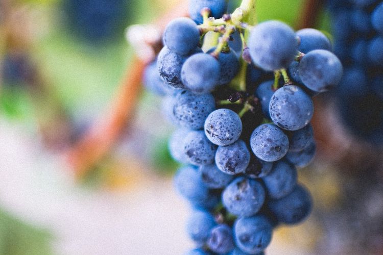 Ilustrasi tanaman anggur.