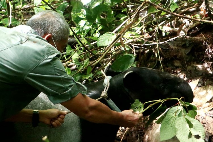 Satu ekor Tapir (Tapirus indicus) dilepasliarkan di Taman Nasional Kerinci Seblat pada Selasa (22/6/2021) setelah menjalani ha ituasi selama dua hari.