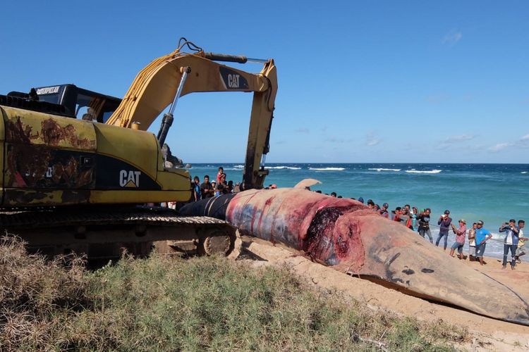 Warga Desa Halapaji, Kecamatan Sabu Liae, Kabupaten Sabu Raijua, Nusa Tenggara Timur (NTT), sedang mengubur bangkai Paus dengan menggunakan alat berat di Pantai Keppo, Rabu (4/7/2018)