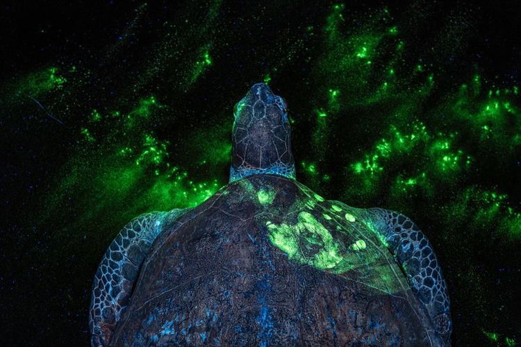 Menang Earth Photo 2026, Foto Penyu Hijau Mati Bawa Pesan Pilu