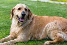 Anjing Bisa Deteksi Penyakit Diabetes lewat Keringat