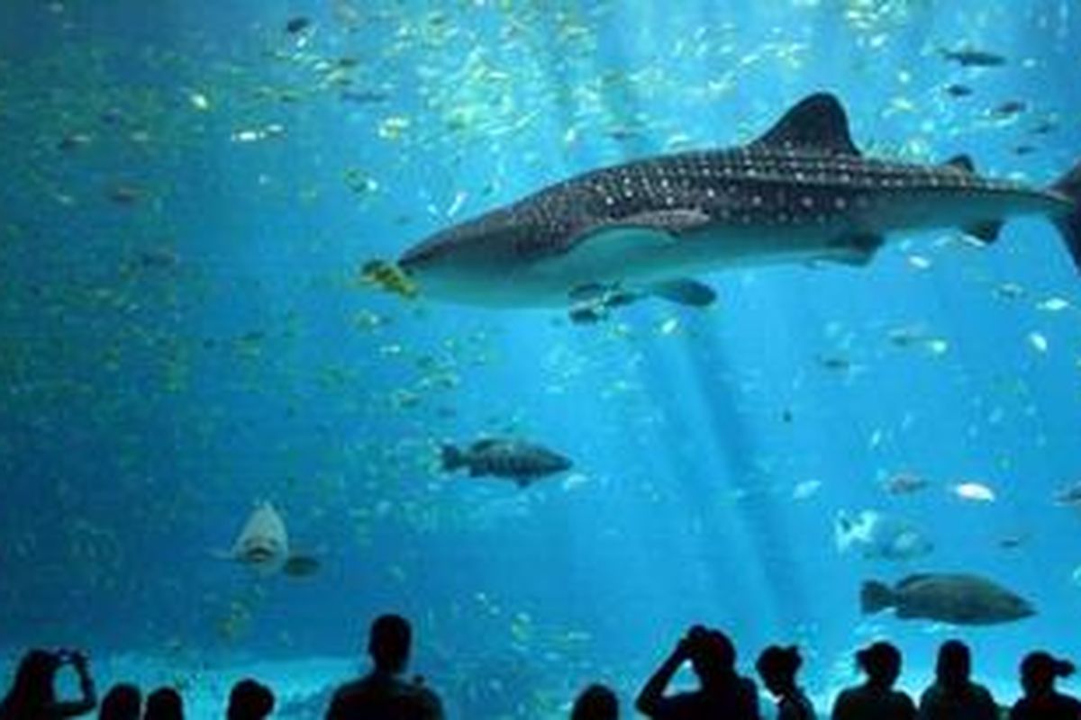 Hiu paus (Rhincodon typus) di Akuarium Georgia, AS.