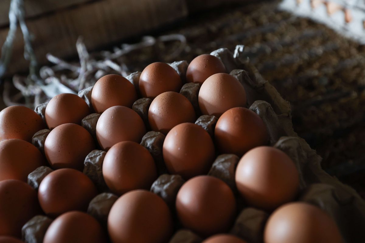 Telur hasil panen di peternakan ayam petelur di kawasan Cibinong, Kabupaten Bogor, Selasa (23/8/2022). Dalam dua pekan ini harga telur terus mengalami kenaikan harga. Ditingkat peternak harga telur dijual Rp 28.500 per kilogram. Sedangkan di pedagang harga telur mencapai Rp 31.000 per kilogram.