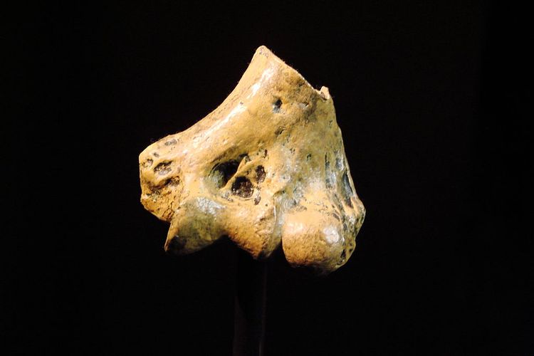 Fosil Australopithecus Anamensis yang ditemukan oleh tim peneliti Universitas Zurich