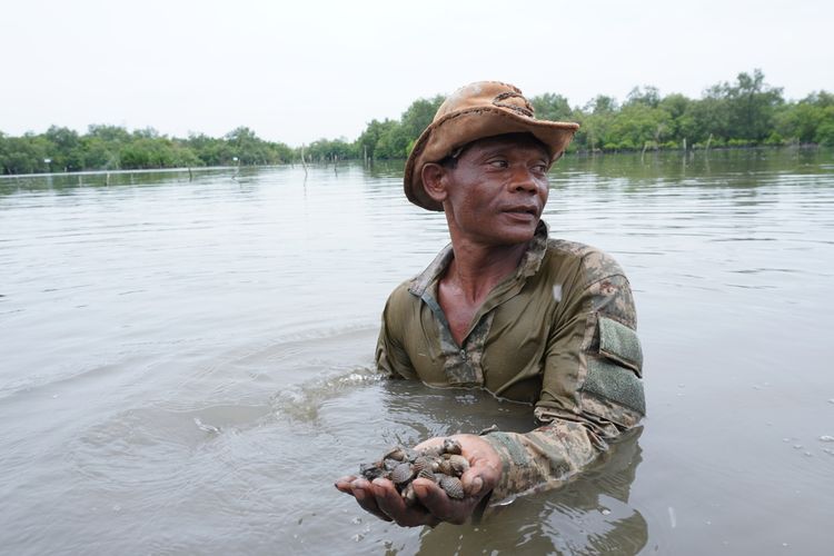 Selamat atau Amat menunjukkan kerang dara hasil dari budidaya di kawasan mangrove di Jalan Young Panah Hijau, Kecamatan Labuhan Deli, Kota Medan. Masyarakat sangat merasakan manfaat dari lestarinya mangrove yang penanamannya dilakukan secara swadaya kemudian didukung oleh sejumlah pihak.