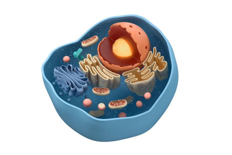 Ilustrasi struktur sel.