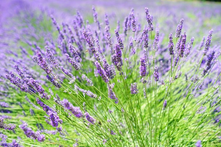 Bunga lavender.