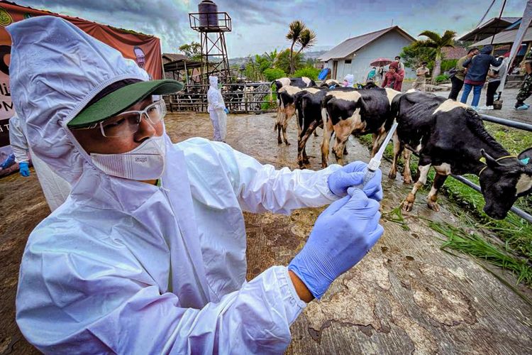 Dokter hewan bersiap menyuntikan vaksin ke sapi perah di peternakan Lembang, Bandung Barat, Jawa Barat, Kamis (2/2/2023).