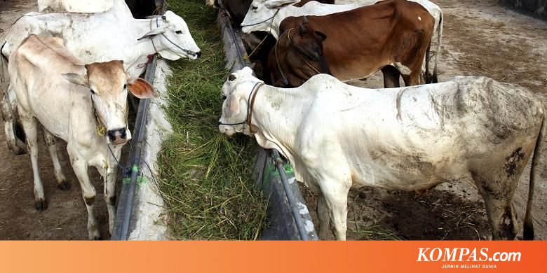 Tahun 2019 Indonesia Punya Sapi Wagyu Halaman All Kompas Com