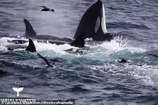 Momen Mengerikan 75 Ekor Orca Mangsa Paus Biru Hidup-hidup