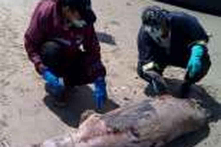 Foto ini merupakan dokumentasi Satuan Kerja Balikpapan BPSPL Kementerian Kelautan dan Perikanan. Tim BPSPL mengambil sampel kulit dan daging dari lumba-lumba hidung botol untuk uji DNA dan kandungan di dalam daging. Tiga mamalia laut, dua di antaranya lumba-lumba, ditemukan mati di perairan Balikpapan dalam 30 hari belakangan ini. 