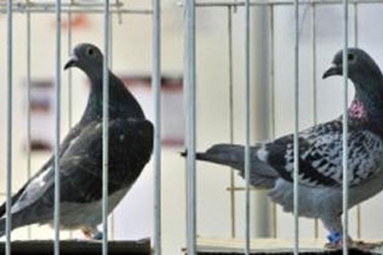 Bea dan Cukai China mengatakan daftar harga burung dara yang diimpor dibuat minimum.