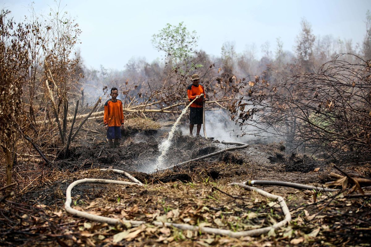 Warga melakukan pemadaman kebakaran lahan gambut di desa Ganepo, Kabupaten Kotawaringin Timur, Kalimantan Tengah, Rabu (2/10/2019).Kebakaran hutan dan lahan di sejumlah wilayah Provinsi Kalteng masih terjadi meski hujan mulai turun.