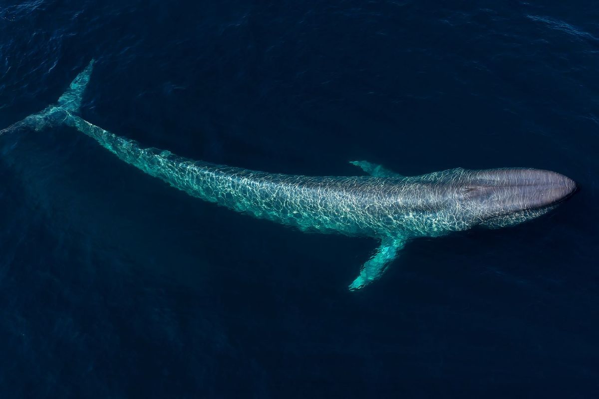 Dari pemandangan udara, ikan paus biru berenang di bawah permukaan Teluk Monterey, California
