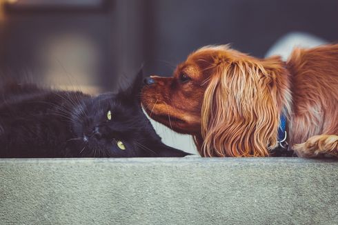 3 Tips Mengenalkan Kucing ke Anjing agar Tidak Bertengkar