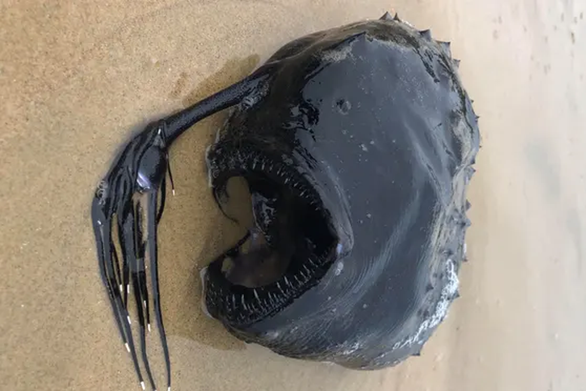 Anglerfish yang terdampar di pantai California. Penyebab terdamparnya ikan aneh penghuni laut dalam ini, masih menjadi misteri.
