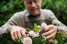 Mengapa Aktivitas Berkebun Baik untuk Lansia dengan Demensia?