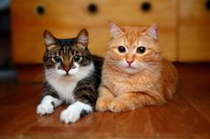 6 Mitos tentang Kucing, dari Suka Menyendiri hingga Memiliki 9 Nyawa