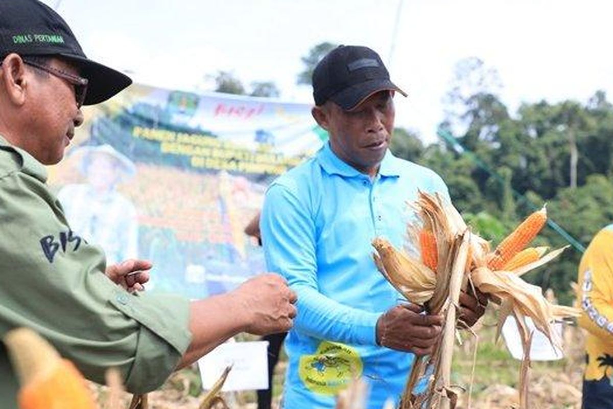 Bupati Bulungan Syarwani saat menghadiri panen jagung perdana Poktan Sesamba Desa Pimping, Selasa (23/7/2024).