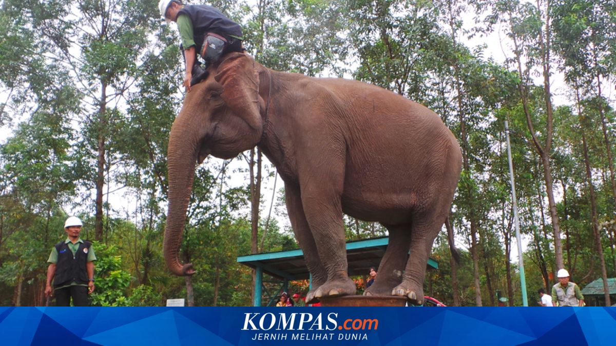 Raja Arman, Kisah Gajah 