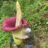 Bunga Bangkai Setinggi 2,5 Meter Mekar di Agam Sumbar