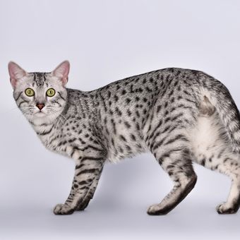 Ilustrasi kucing Egyptian mau, ras kucing tertua di dunia.