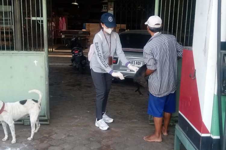 96 Anjing Divaksin Massal Usai 19 Warga di Buleleng Digigit Anjing Diduga Rabies