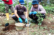 35 Hektar Lahan Tidur di Bandung Barat Disulap Jadi Kebun Jahe untuk Ekspor ke Eropa