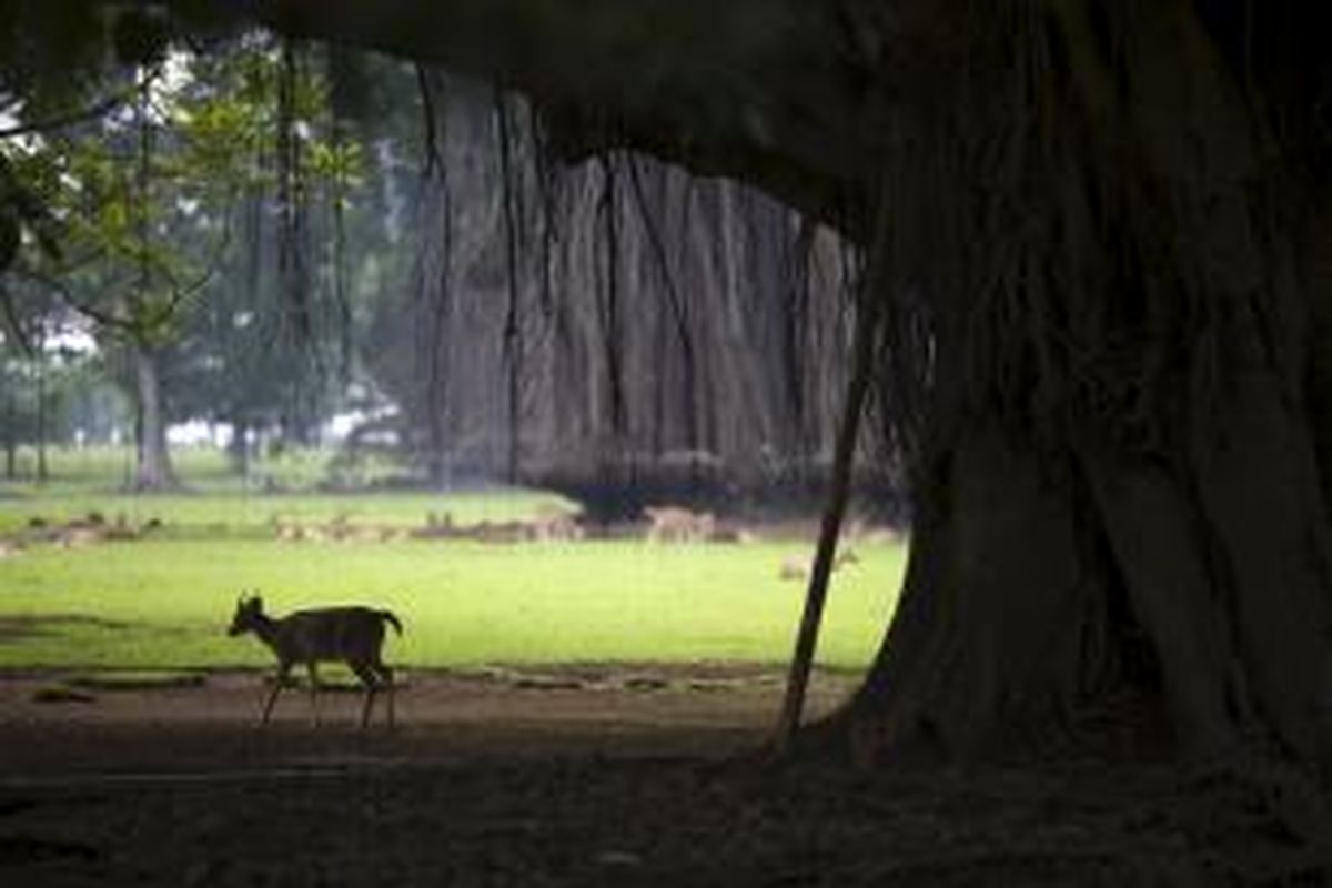 Rusa-rusa berkeliaran di rindangnya pepohonan di Istana Bogor, yang dulunya disebut Buitenzorg atau Sans Souci di Bogor, Jawa Barat, Minggu (16/11/2014). Rusa-rusa itu didatangkan dari Nepal pada 1808 untuk menghiasi halaman Istana Bogor yang dulunya merupakan tempat peristirahatan 38 gubernur jenderal Belanda.