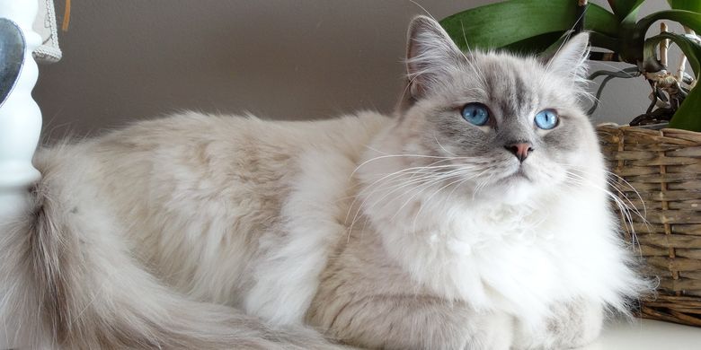 Lebih Baik Merawat Kucing di Dalam atau Luar Ruangan? - Vimarsana News