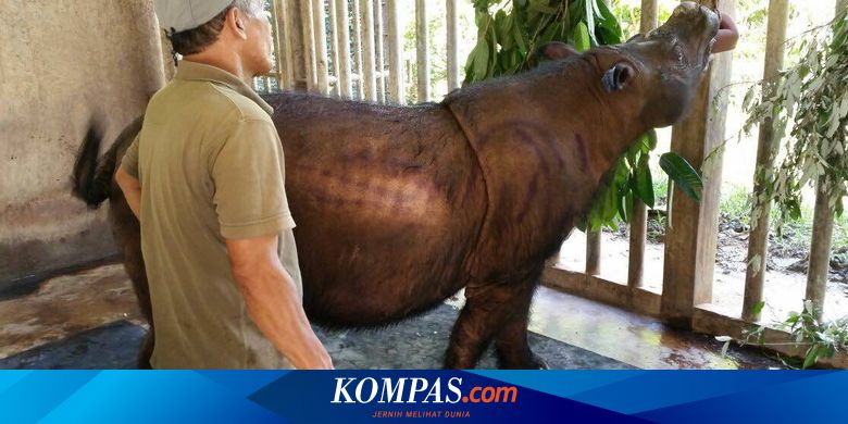 Mengapa Satwa Langka Rentan Punah Genetika Jelaskan Halaman All Kompas Com