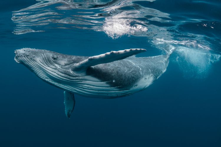 Ilustrasi paus bungkuk, salah satu hewan laut terbesar di Bumi. Sama seperti hewan di darat, satwa laut seperti paus juga berkemih yakni buang air kecil, namun dengan cara yang berbeda.