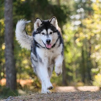 Ilustrasi anjing Alaskan malamute