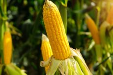 Produksi Jagung Manis Melimpah, Petani Brebes Siap Penuhi Lonjakan Permintaan Jelang Akhir Tahun