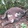 Seekor Gajah Mati Dalam Kawasan HPT di Bengkulu, Diduga Ditembak