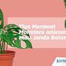 INFOGRAFIK: Tips Merawat Monstera Adansonii atau Janda Bolong