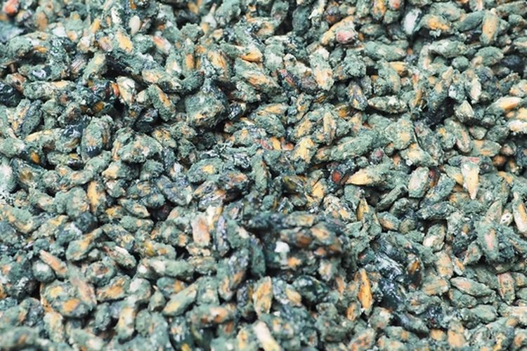 Ilustrasi bio kontrol Trichoderma yang digunakan untuk mengendalikan penyakit pada tanaman. 