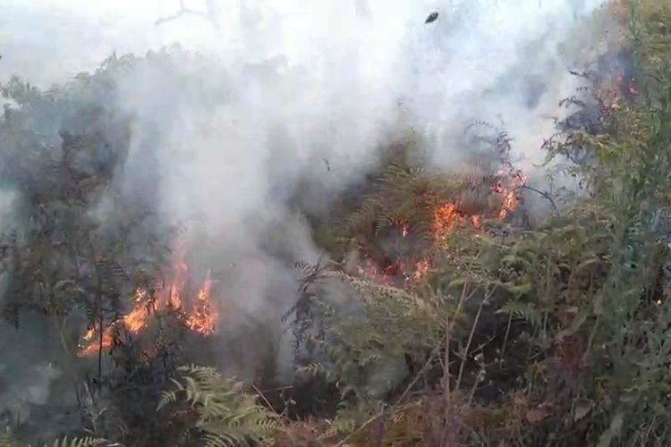 TNBTS Terbakar Lagi, Api Mendekati Kawasan Wisata Puncak B29