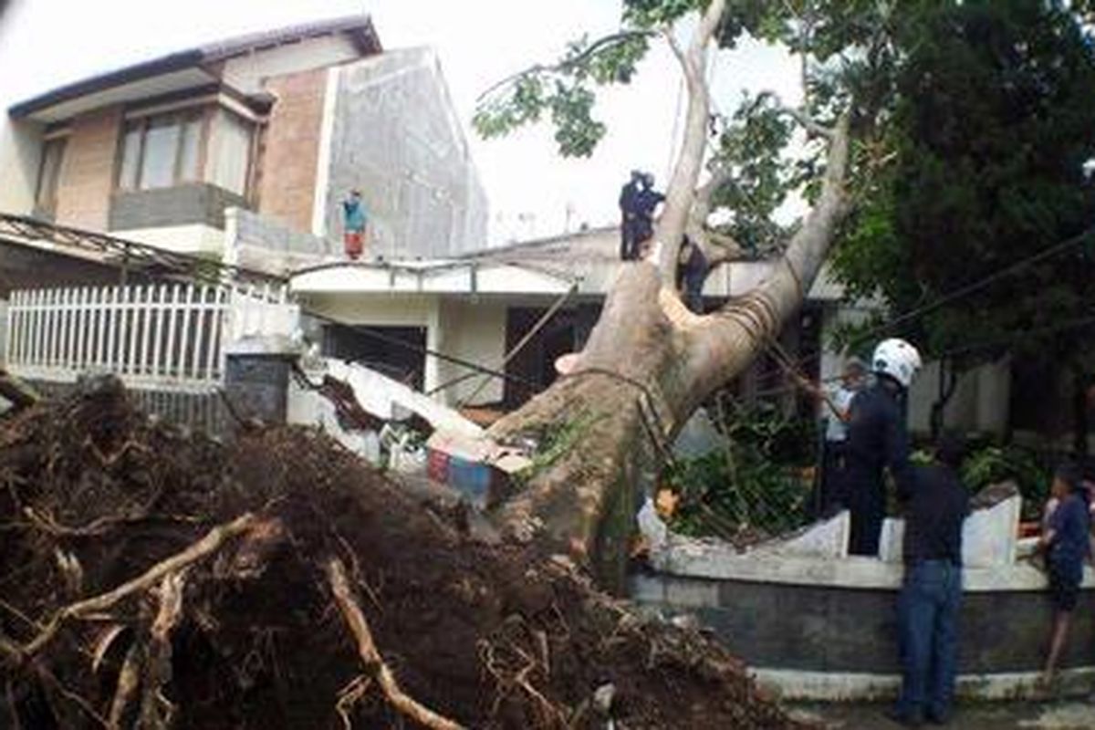 Ilustrasi: Sebatang pohon mahoni di Jalan Juang Kota Bandung, Rabu (28/11/2012) tumbang dan tercerabut akarnya hingga menimpa sebuah rumah serta sebuah mobil. 