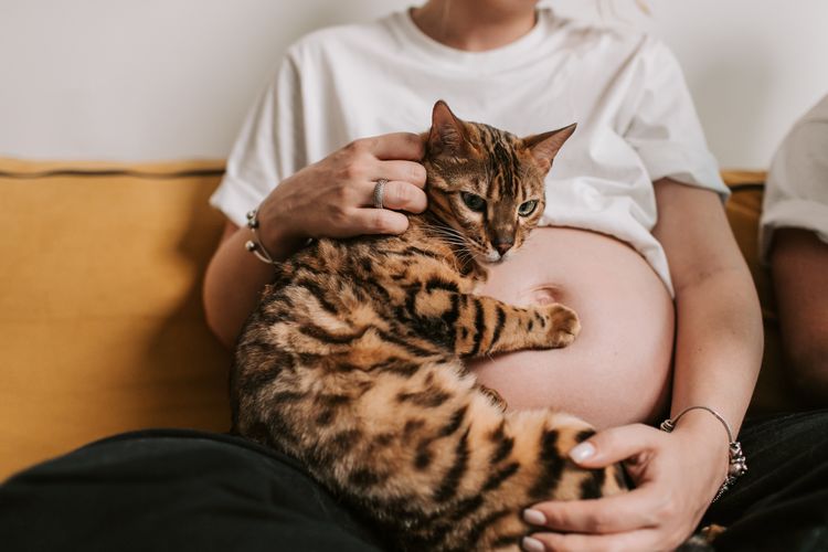 Ilustrasi kucing bersama pemiliknya yang sedang hamil.