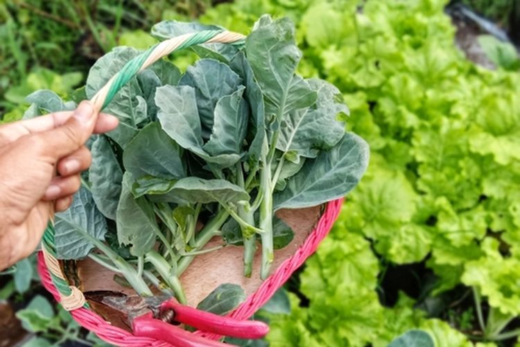 Ilustrasi sayur daun kailan