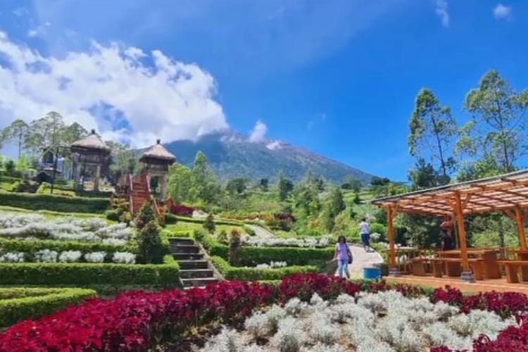 Taman Edelweis Bali adalah tempat wisata untuk melihat keindahan bunga Kasna.  