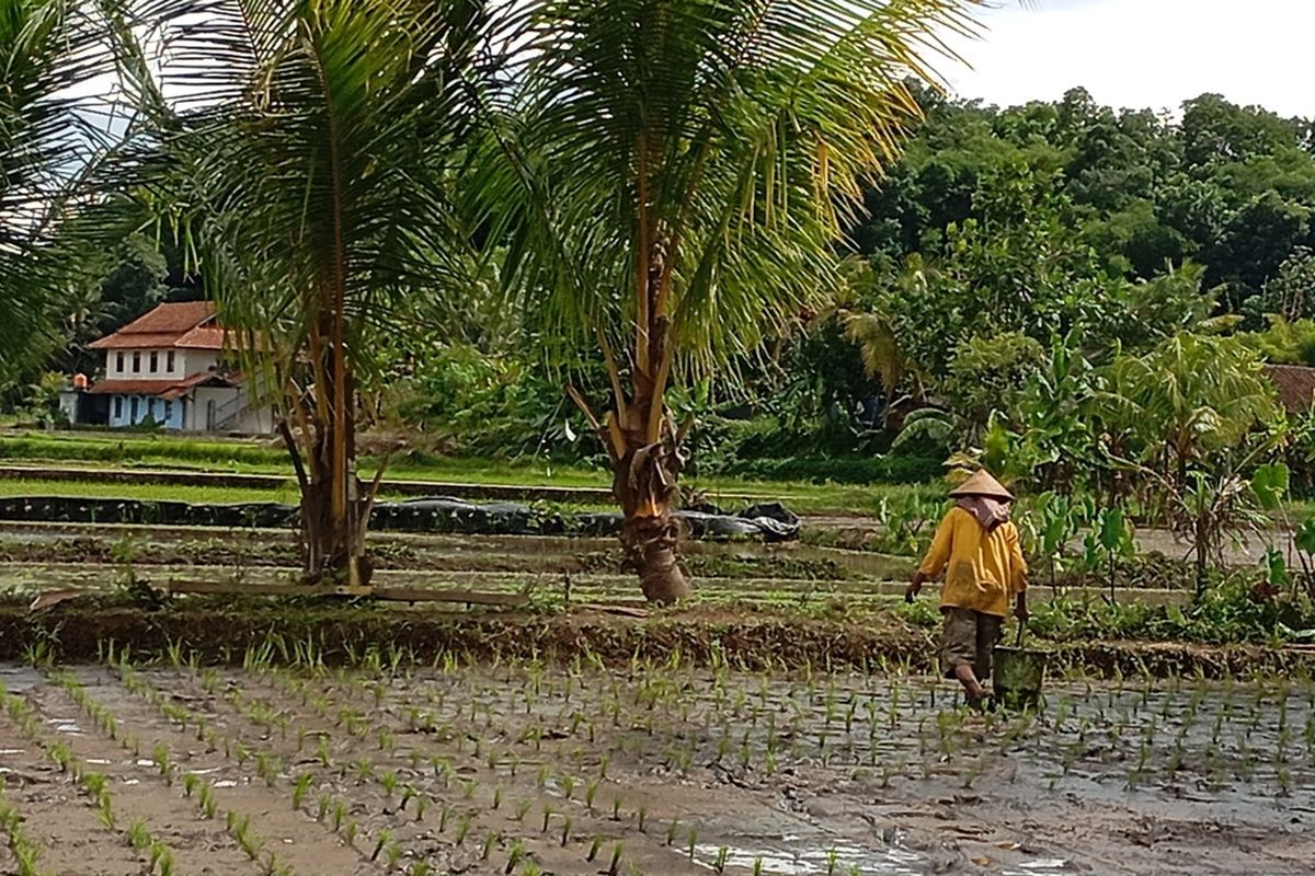Kondisi lahan pertanian di Mangkubumi, Kota Tasikmalaya, Jawa Barat, yang saat ini memasuki masa tanam usai musim kemarau panjang sampai akhir tahun 2023 lalu pada Senin (4/3/2024).